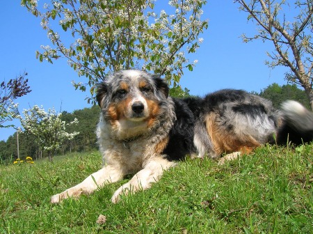 http://www.aussiedoodles.eu/mediac/450_0/media/b4ac841fe01092c8ffff823fac144221.JPG