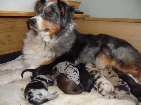 http://www.aussiedoodles.eu/mediac/450_0/media/3a224b1f5b8276fdffff8191fffffff2.JPG